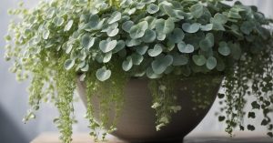 Dichondra: ile sadzonek do doniczki?