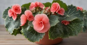 Begonia koralowa: Jak zadbać o jej piękno w domu i ogrodzie?
